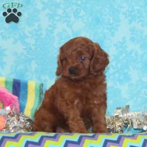 Wren, Cavapoo Puppy